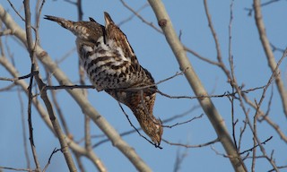  - Ruffed Grouse