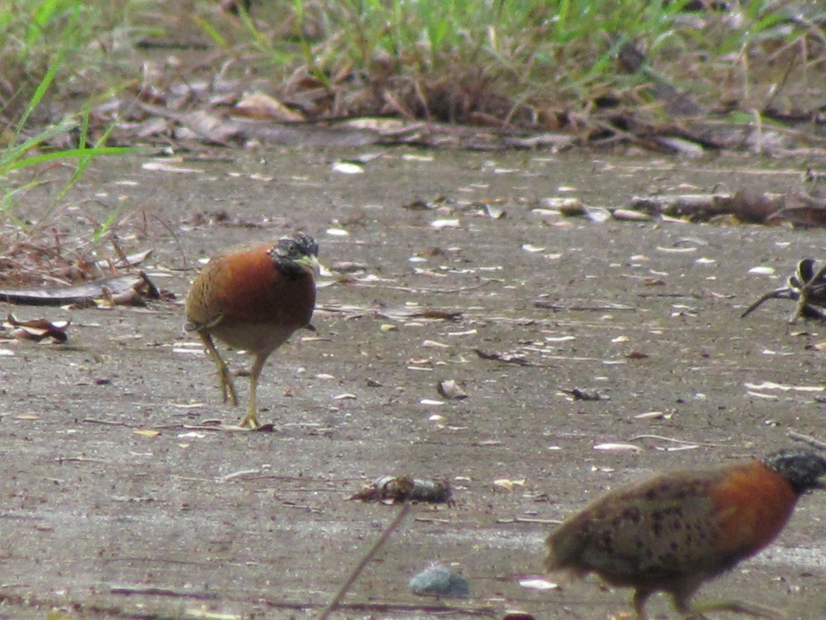 Spotted Buttonquail - ML277935811