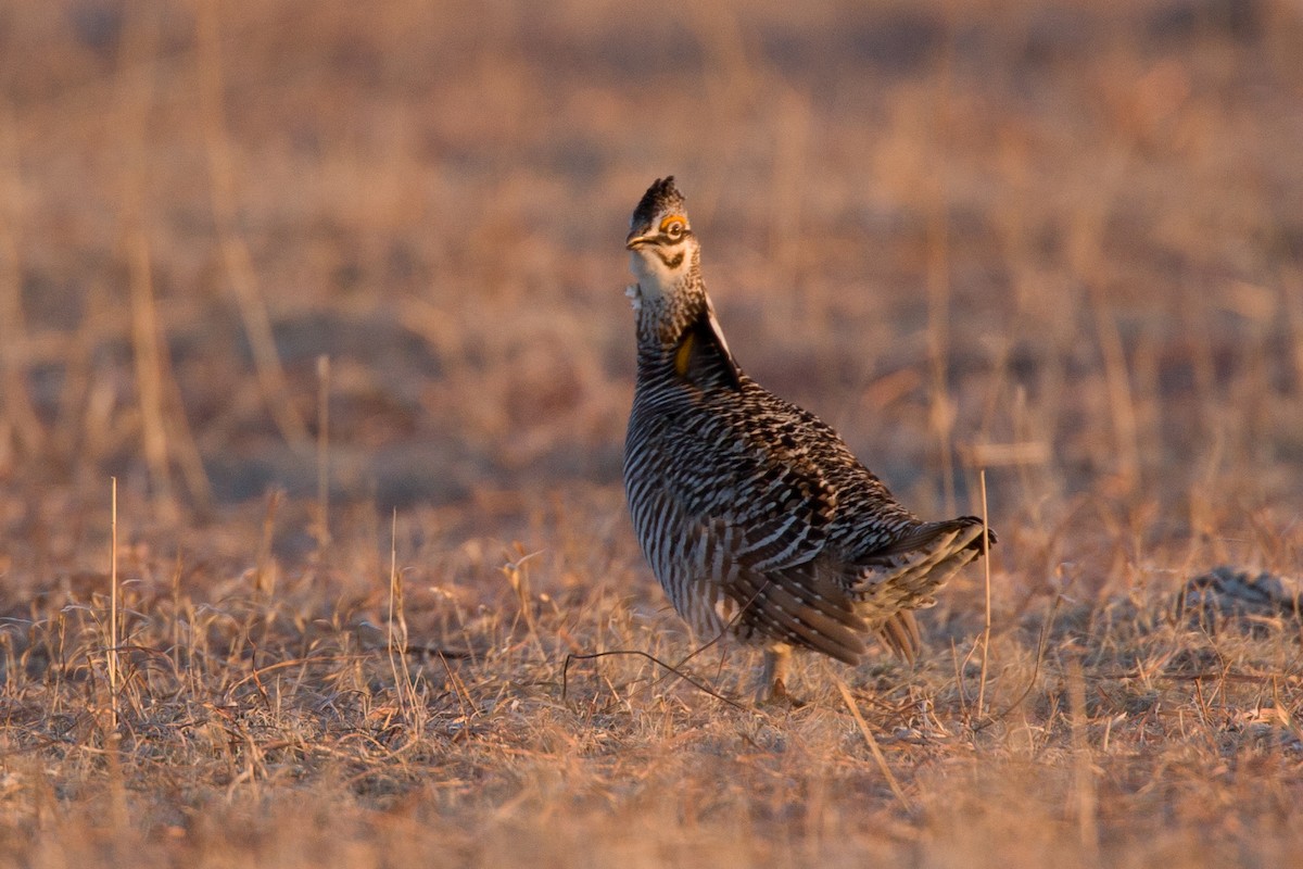 Greater Prairie-Chicken - ML27793691