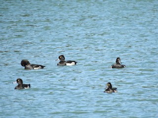 Tufted Duck, ML277937001