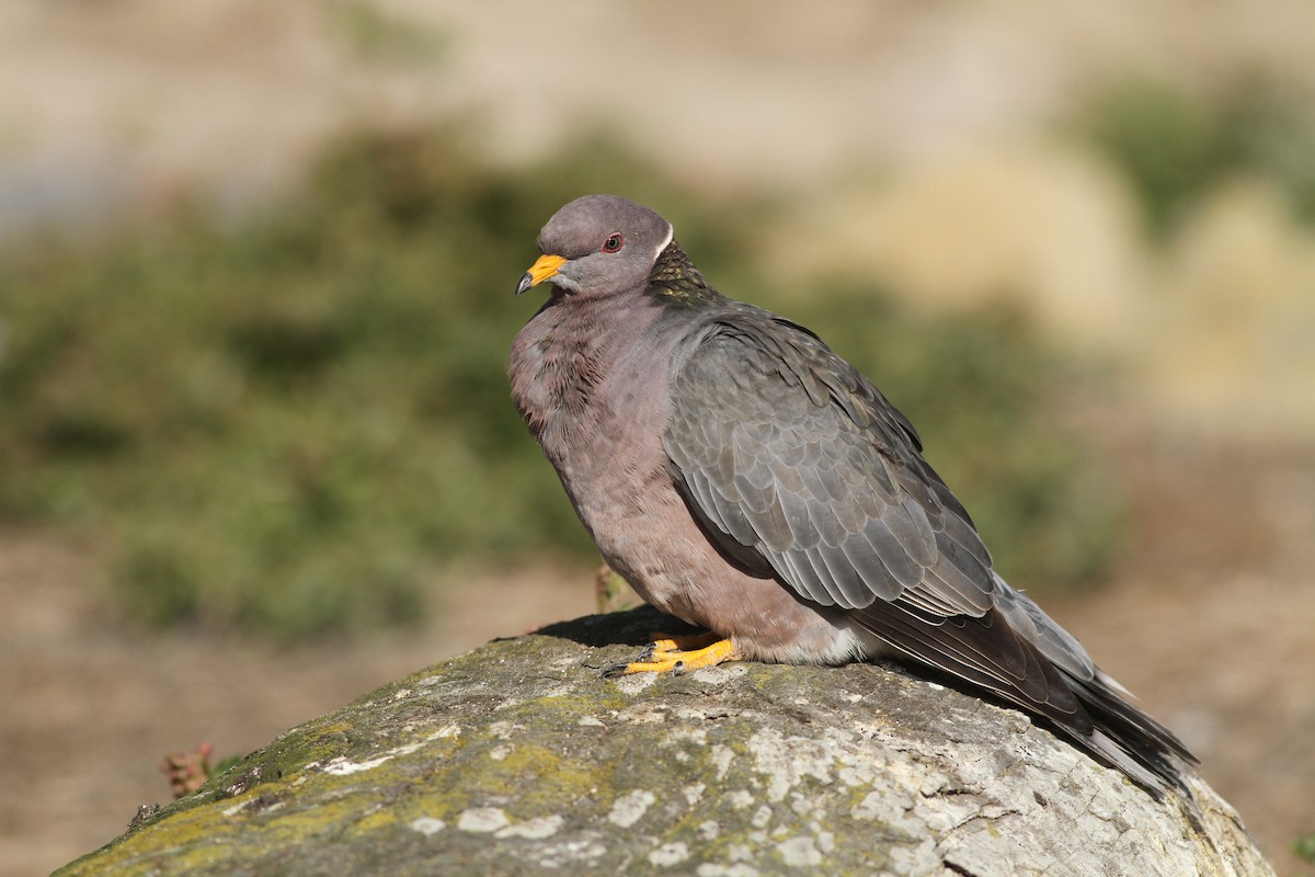 Band-tailed Pigeon - Evan Lipton