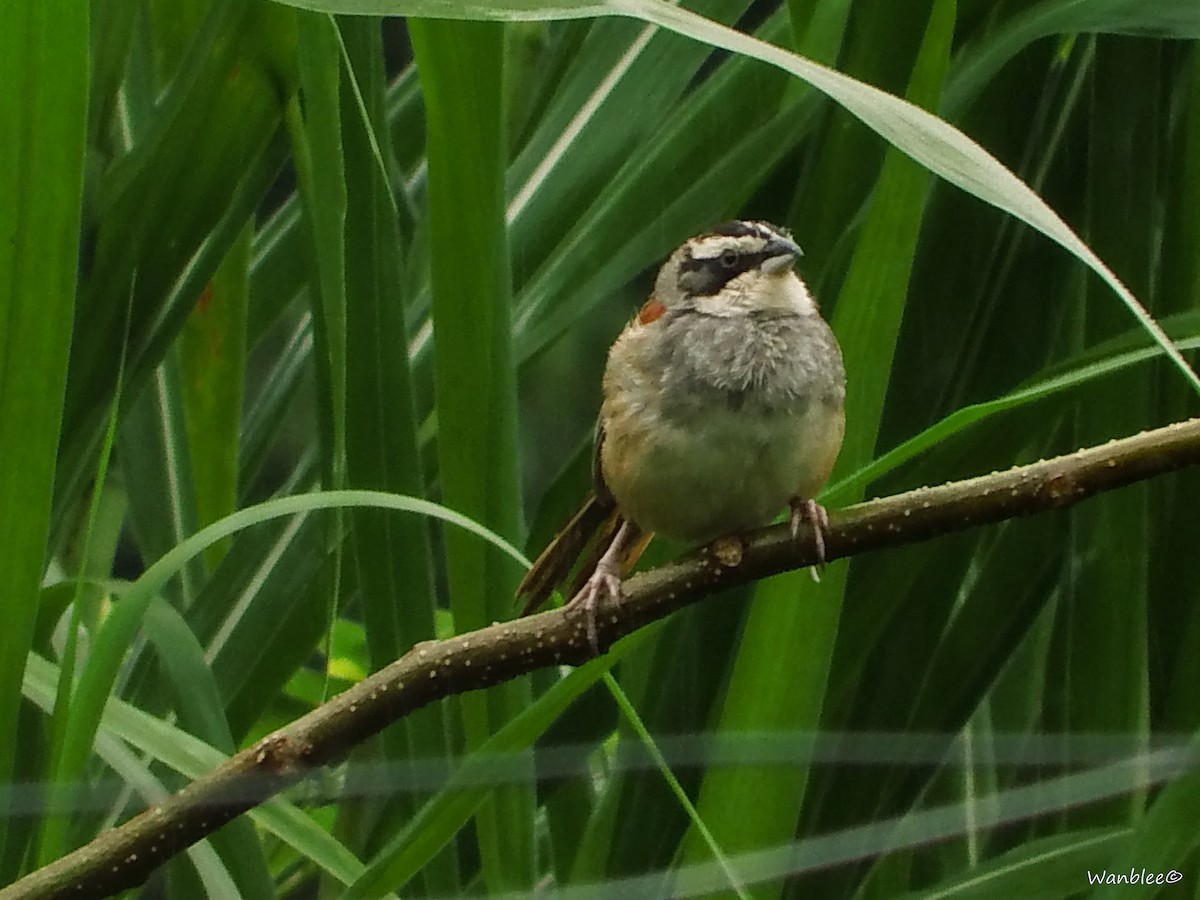 Stripe-headed Sparrow - Christophe Lecocq