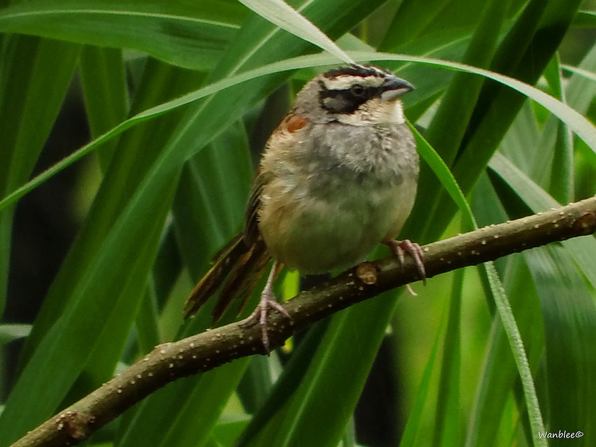 Stripe-headed Sparrow - ML277938231
