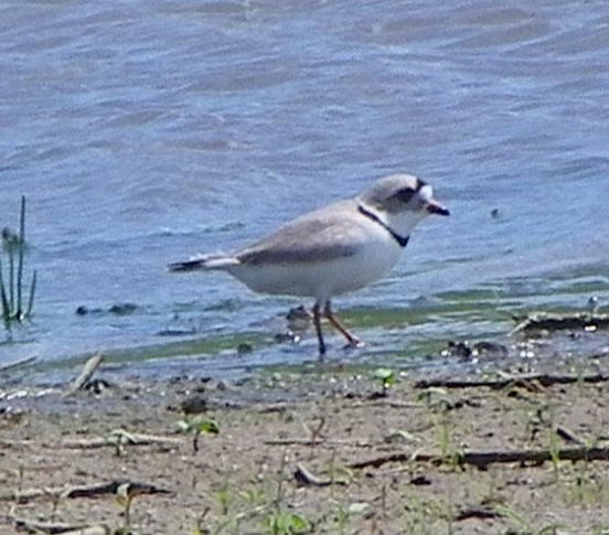 Piping Plover - Kathleen Anderson