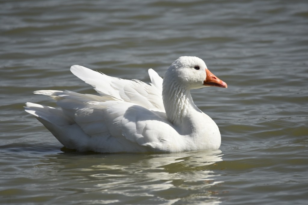 Graylag Goose (Domestic type) - ML277940101