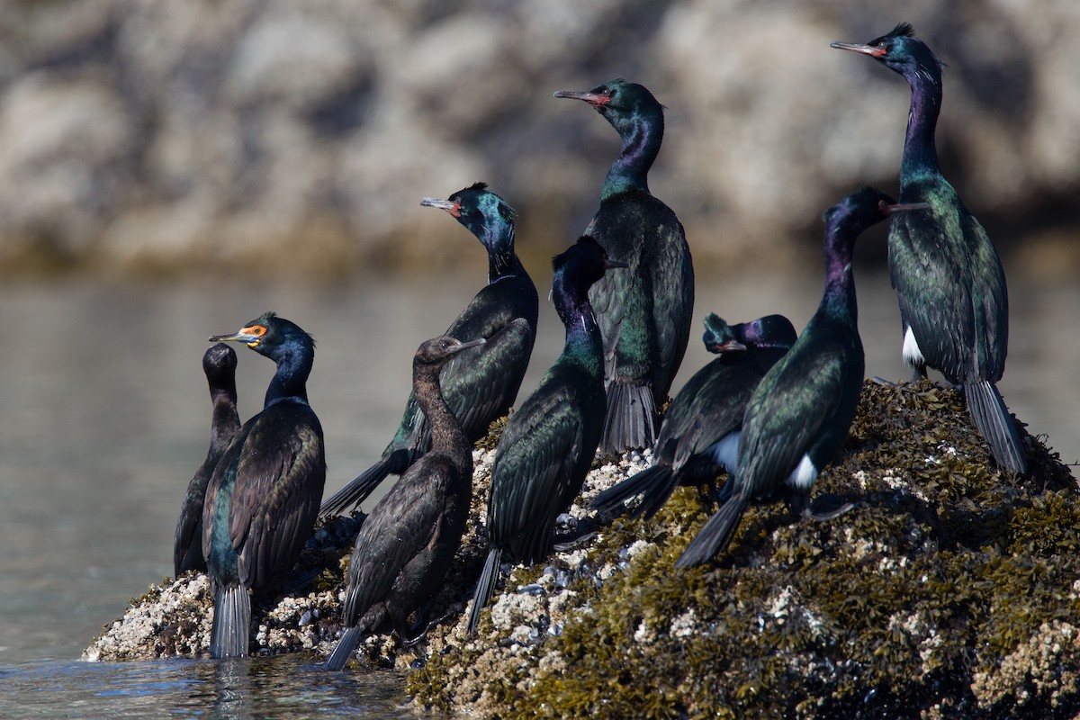 Red-faced Cormorant - Chris Wood