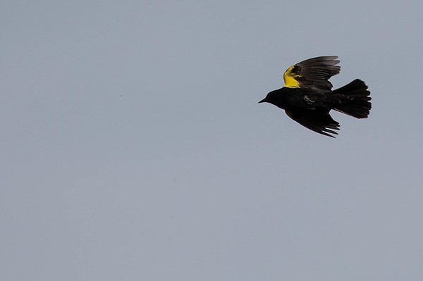 Yellow-winged Blackbird - ML277949441