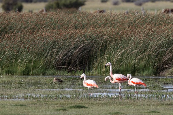 Chilean Flamingo - ML277949631