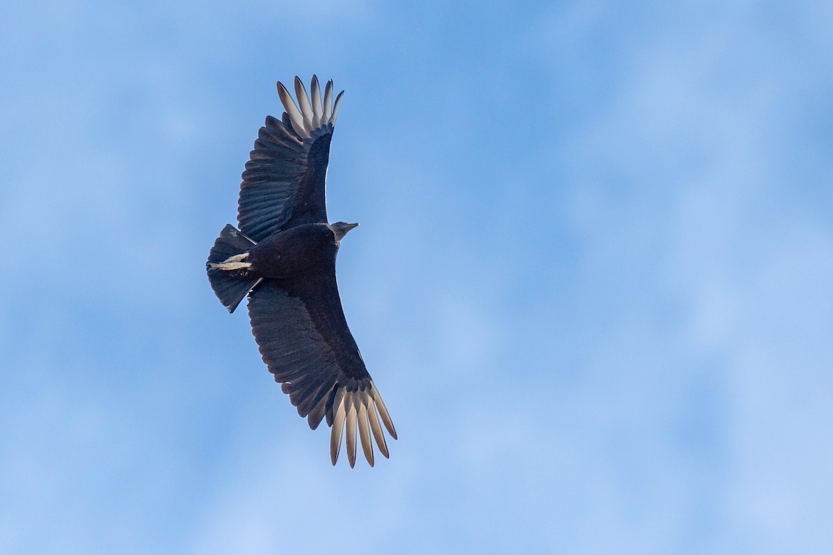 Black Vulture - benny cottele