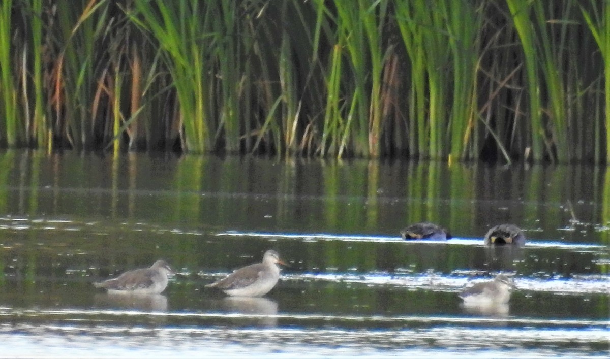Spotted Redshank - ML277960021