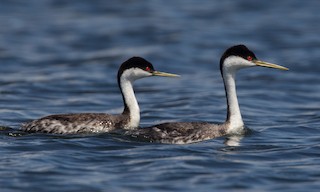  - Western Grebe