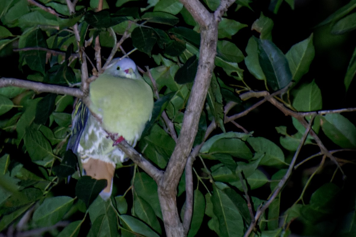 Thick-billed Green-Pigeon - Vincent Wang