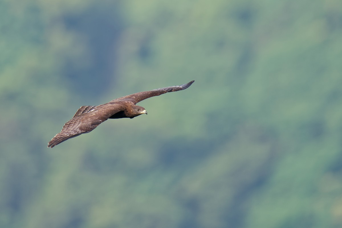 Oriental Honey-buzzard (Indomalayan) - Vincent Wang