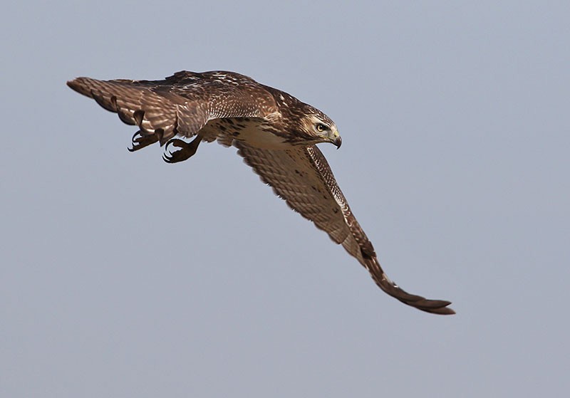 Red-tailed Hawk - Wilson Hum