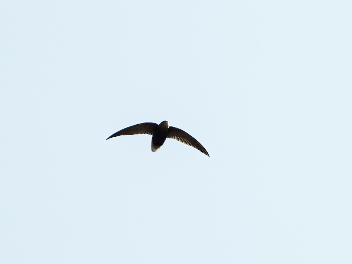 Short-tailed Swift (Tumbes) - Nick Athanas