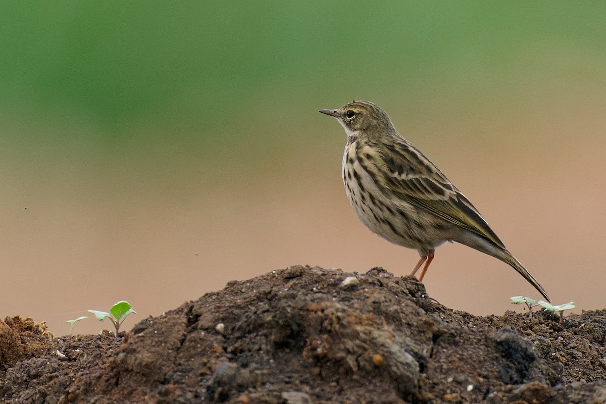 Rosy Pipit - Vincent Wang