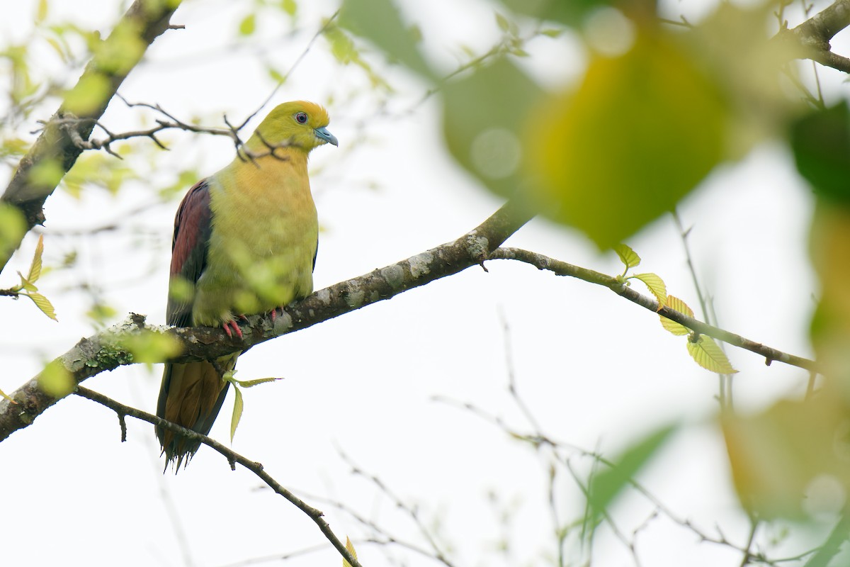 Wedge-tailed Green-Pigeon - Vincent Wang