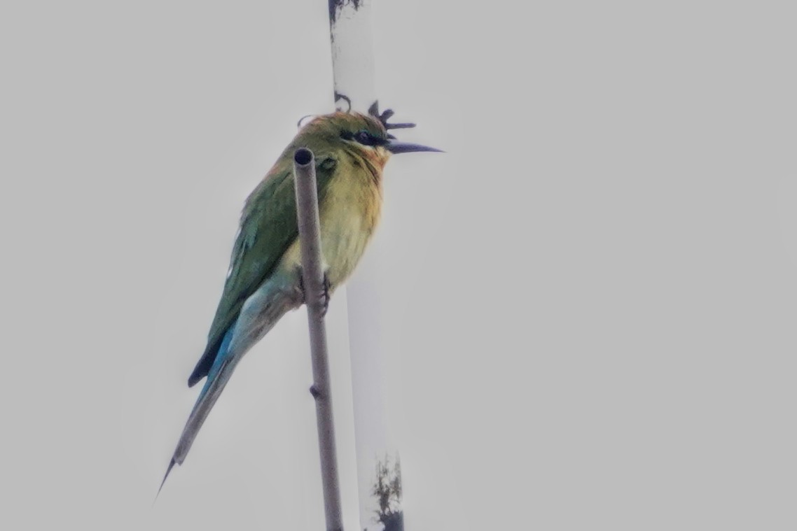 Blue-tailed Bee-eater - ML277974341