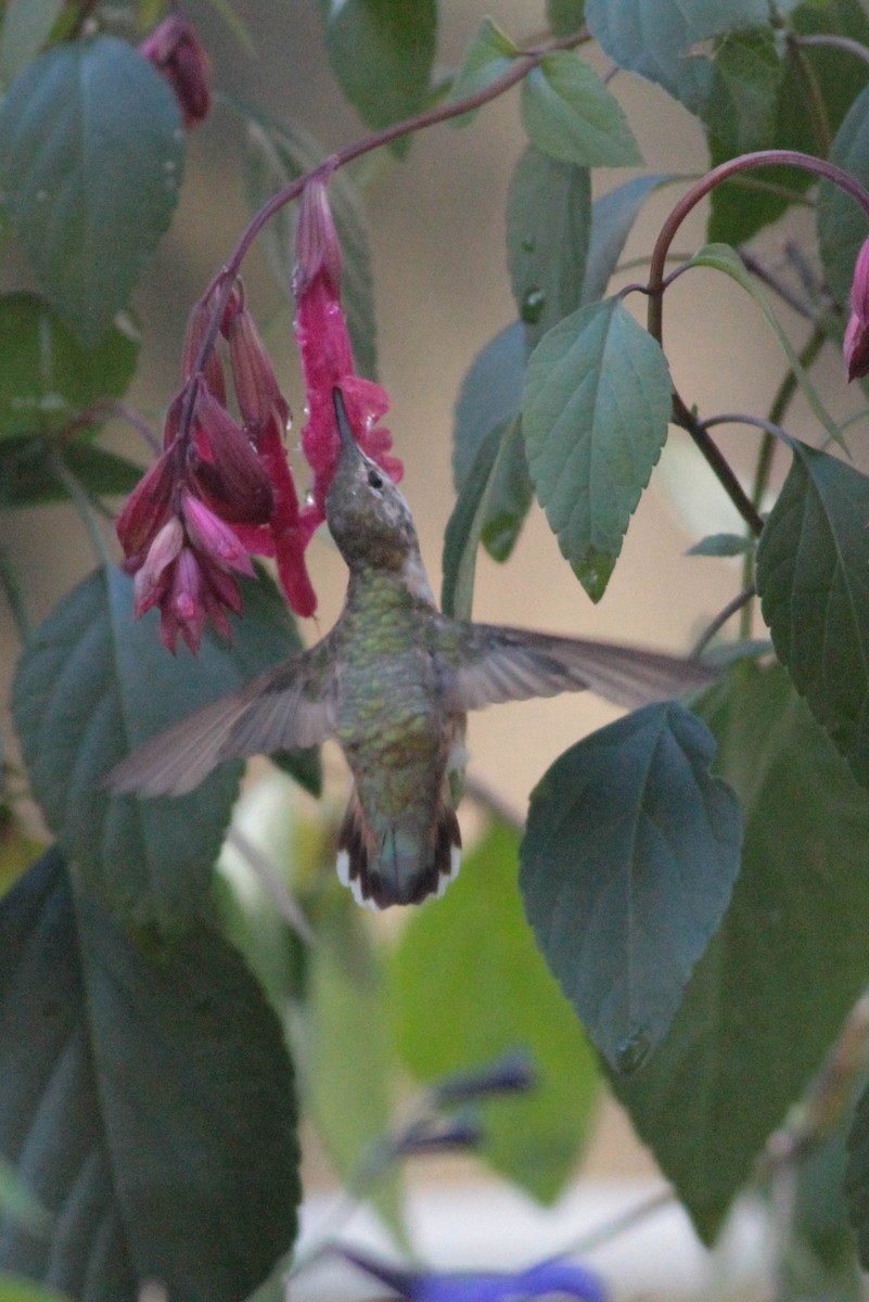 Rufous Hummingbird - ML277976251