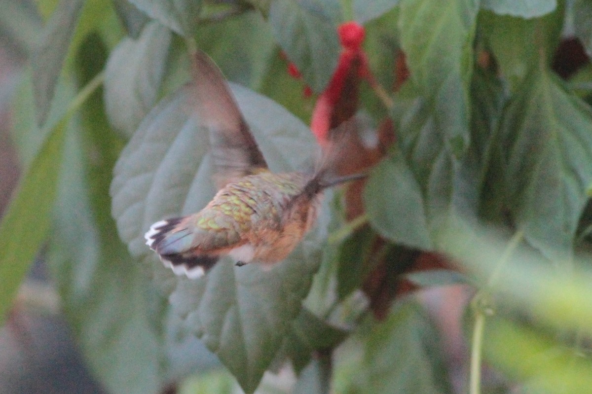 Rufous Hummingbird - Marshall Iliff
