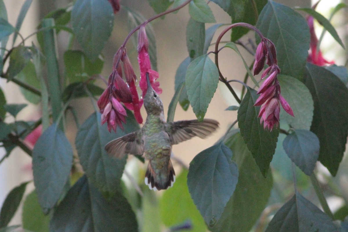 Rufous Hummingbird - ML277976301