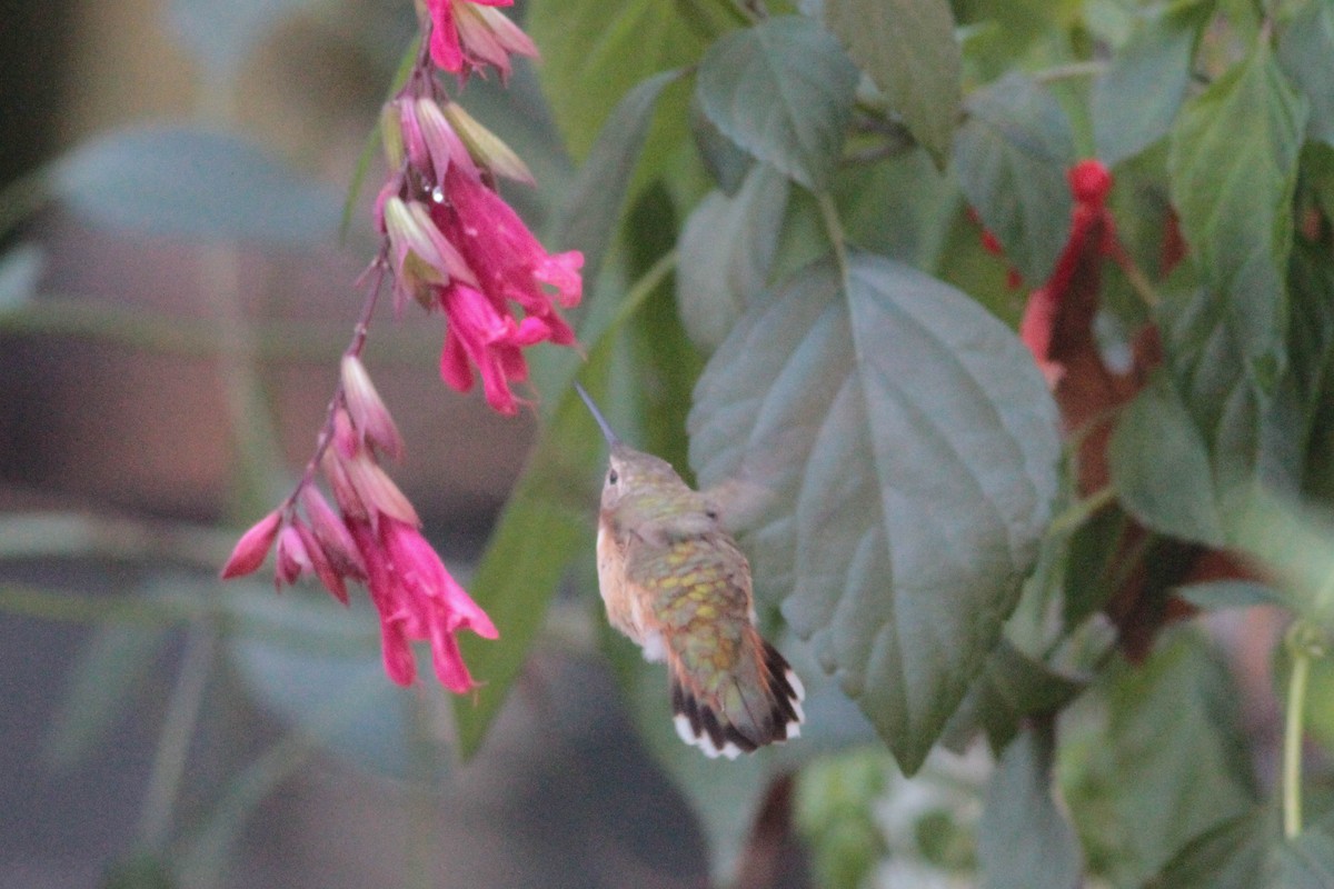 Rufous Hummingbird - ML277976321