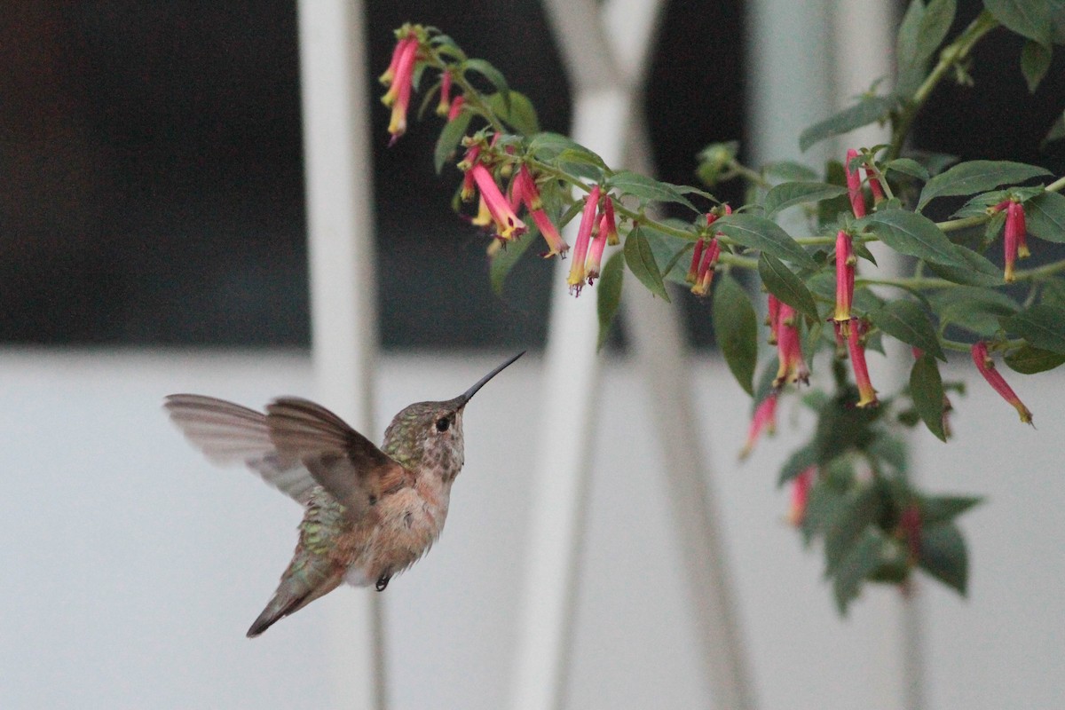 Rufous Hummingbird - Marshall Iliff