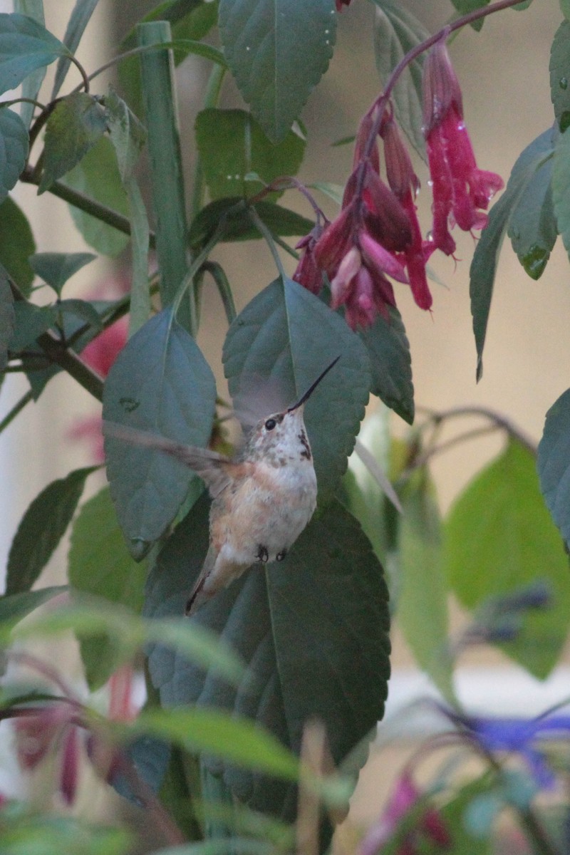 Rufous Hummingbird - ML277976411