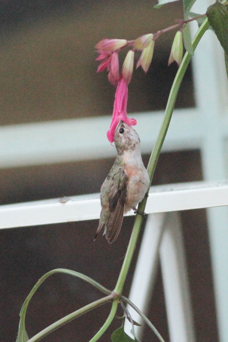 Rufous Hummingbird - ML277976421
