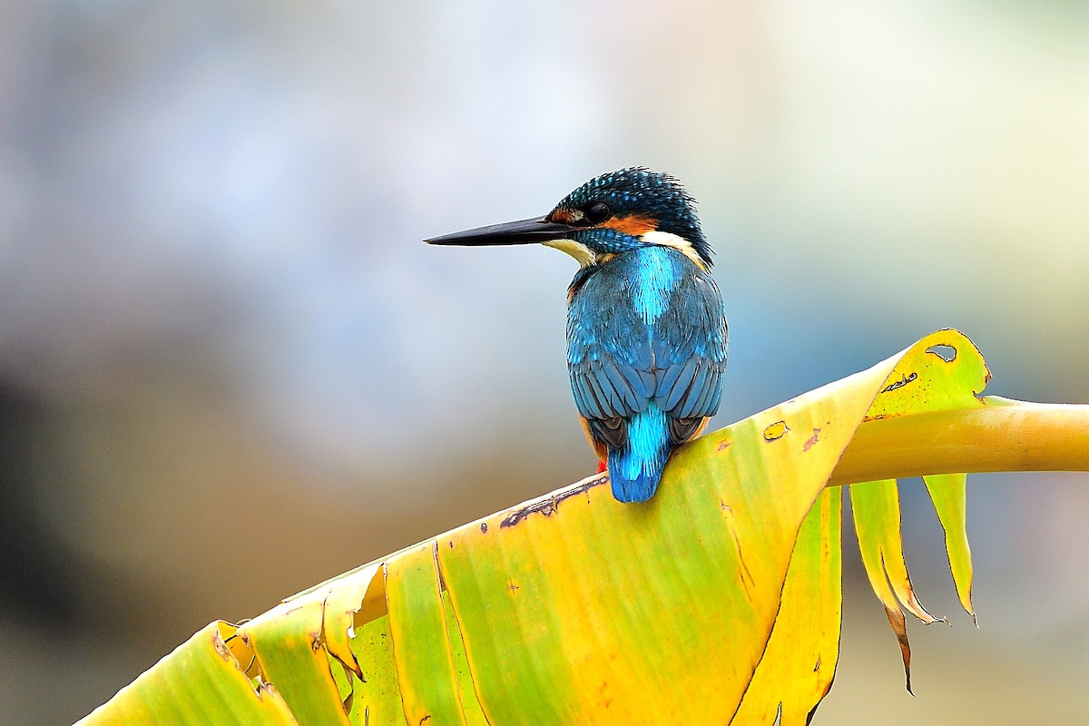 Common Kingfisher - xiwen CHEN