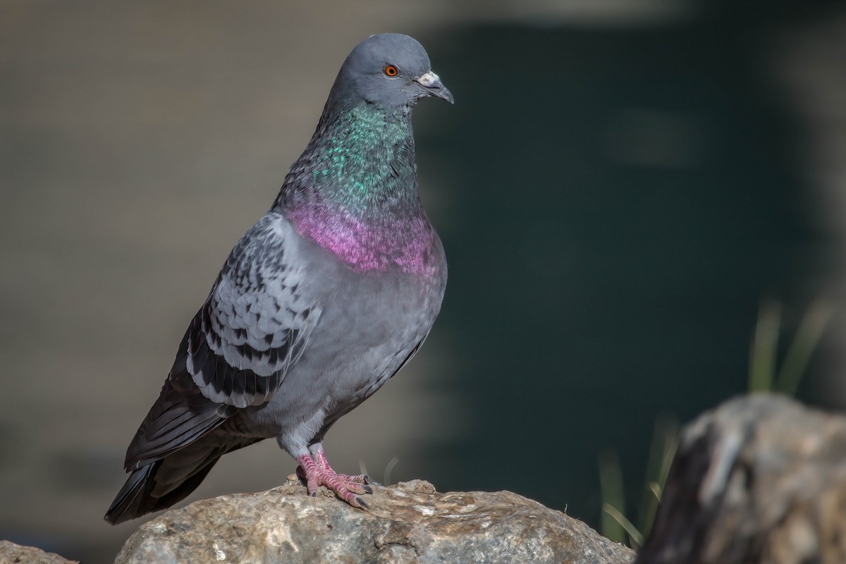 Rock Pigeon (Feral Pigeon) - Allee Forsberg