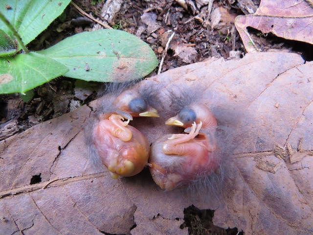 Two hatchlings at about 1–2 days old, with natal down. - Slate-throated Redstart - 