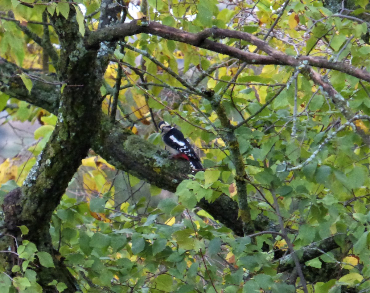 Great Spotted Woodpecker - ML277984281