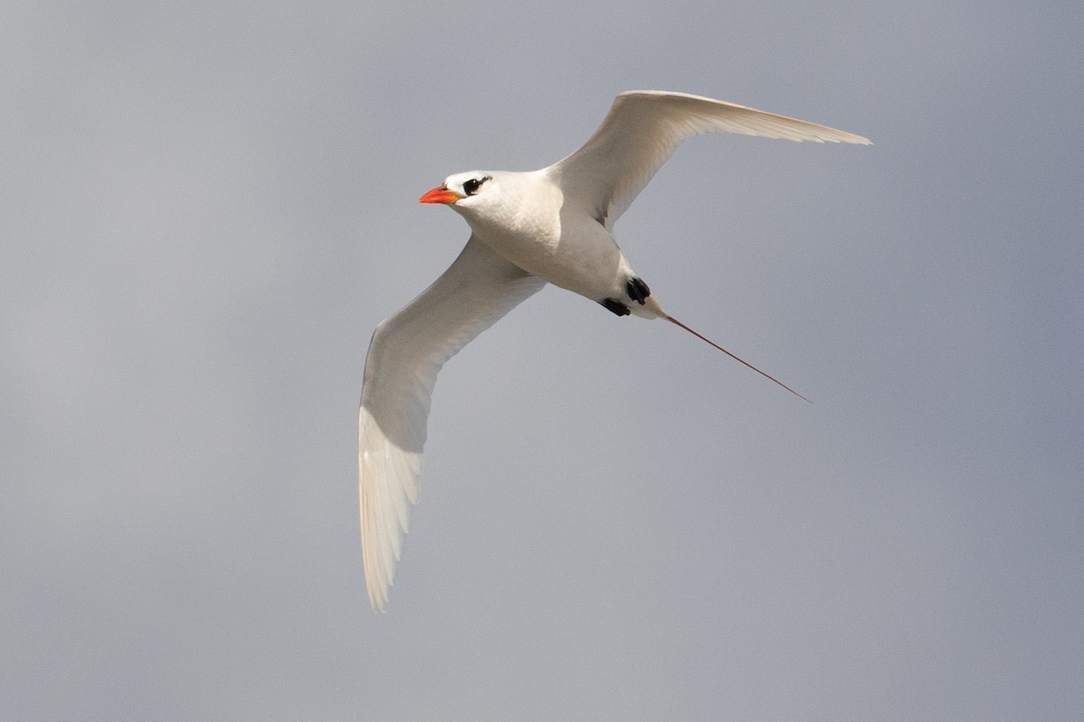 Red-tailed Tropicbird - ML277984871