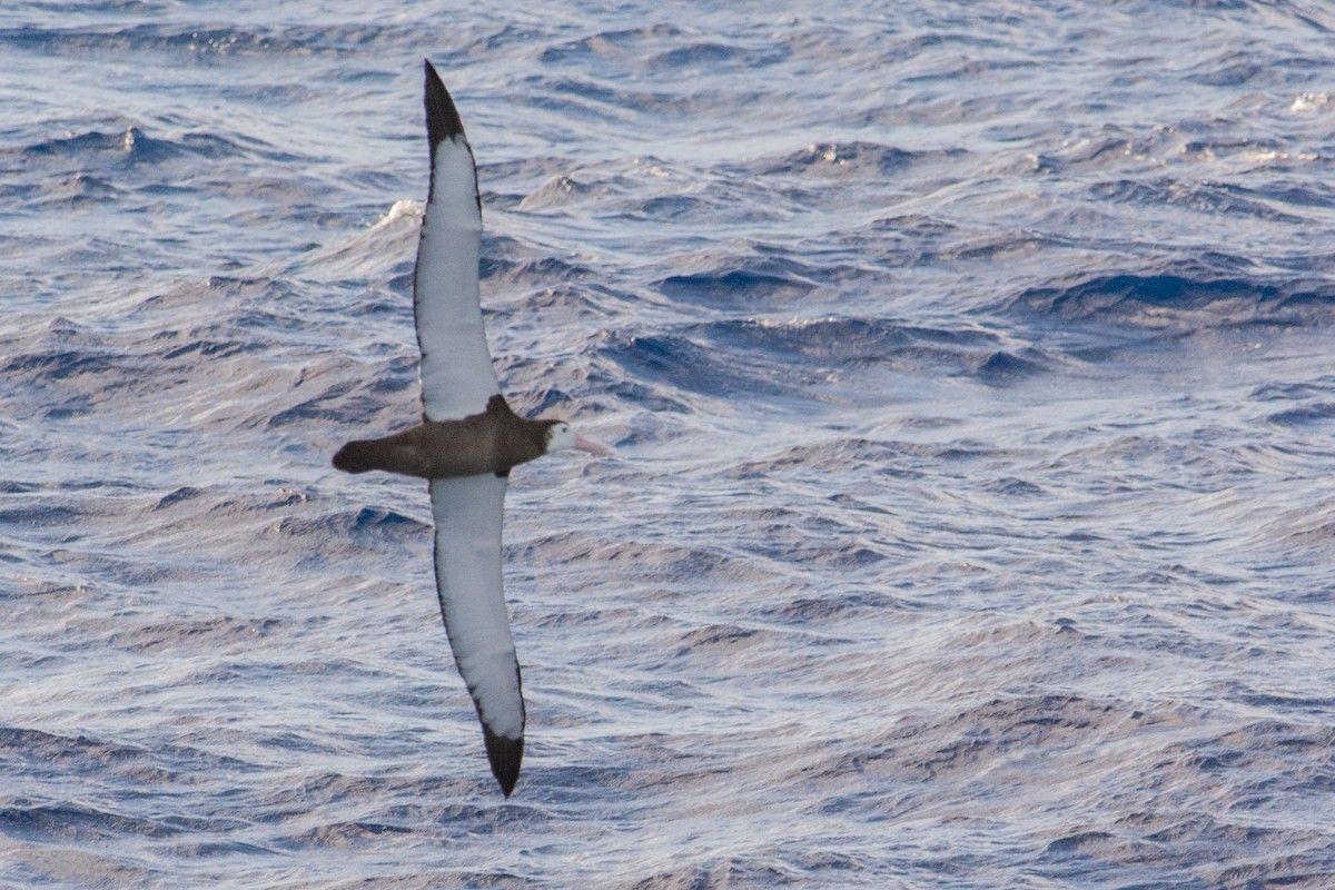 Albatros hurleur, A. de Tristan da Cunha ou A. des Antipodes - ML277984911