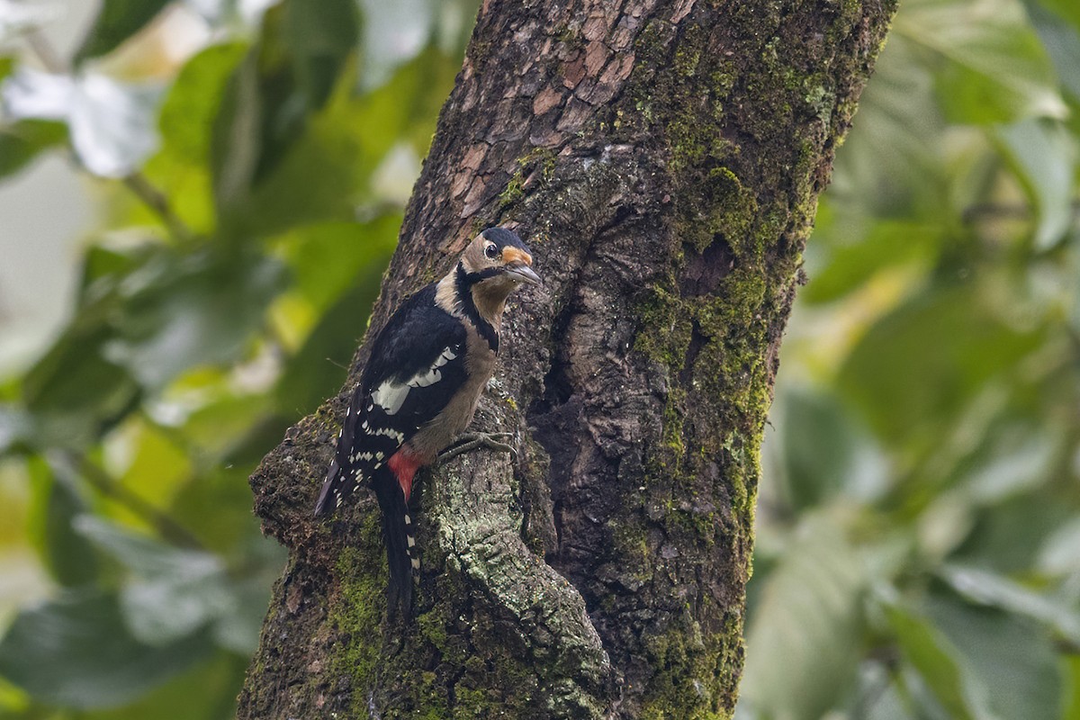 Great Spotted Woodpecker - Su Li