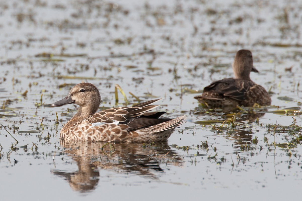 Blue-winged Teal - ML27799631