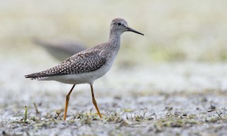  - Lesser Yellowlegs