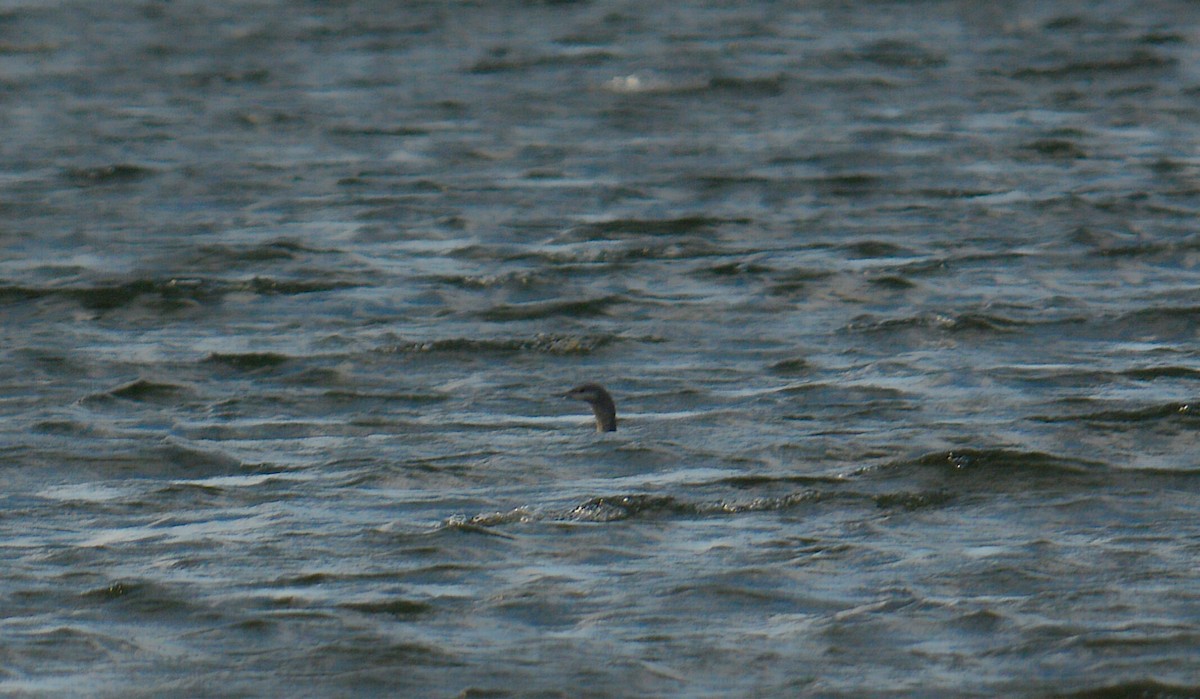 Red-throated Loon - ML277998151