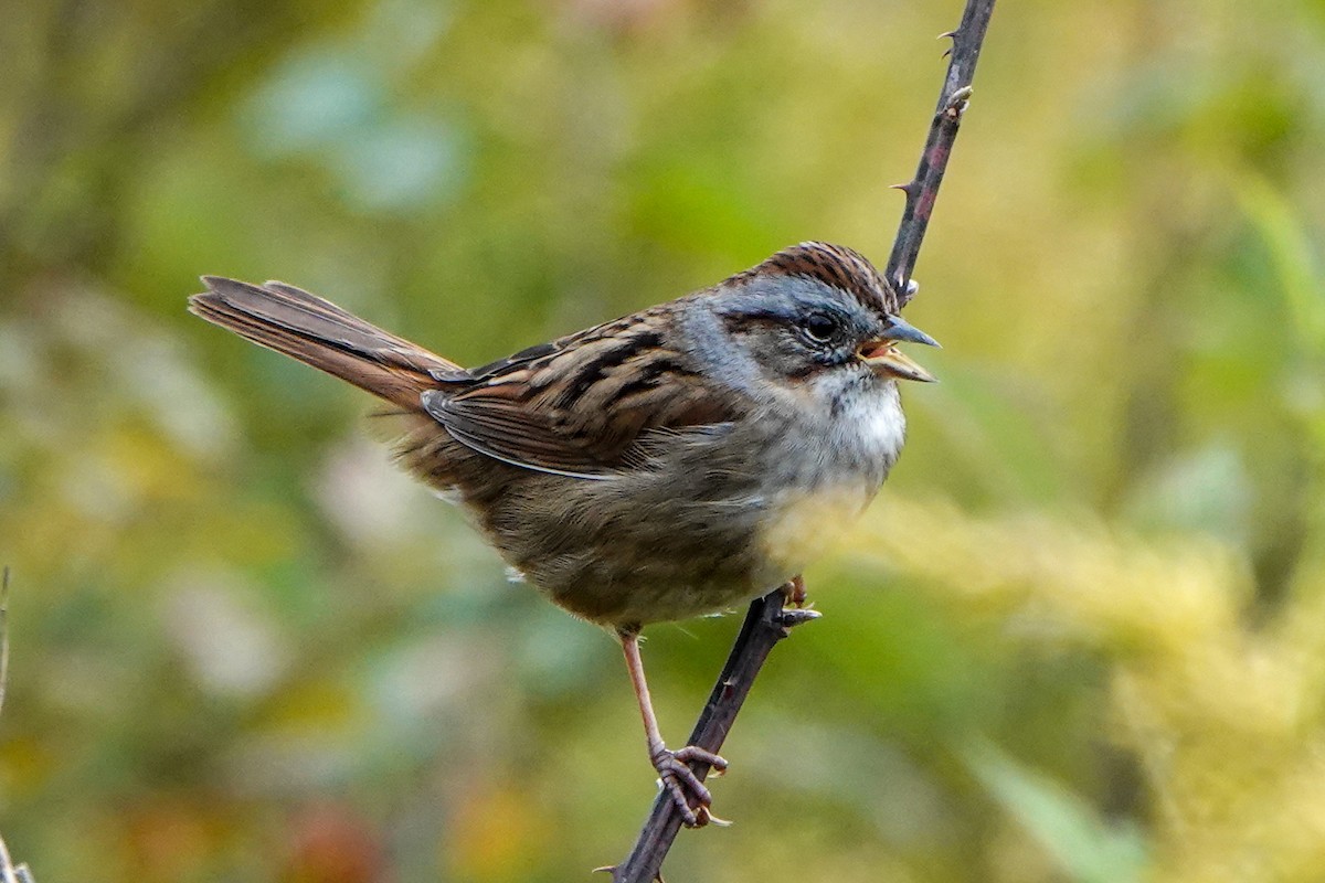 Swamp Sparrow - Gretchen Locy