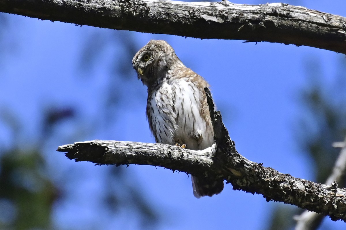 Eurasian Pygmy-Owl - Gerd Schön