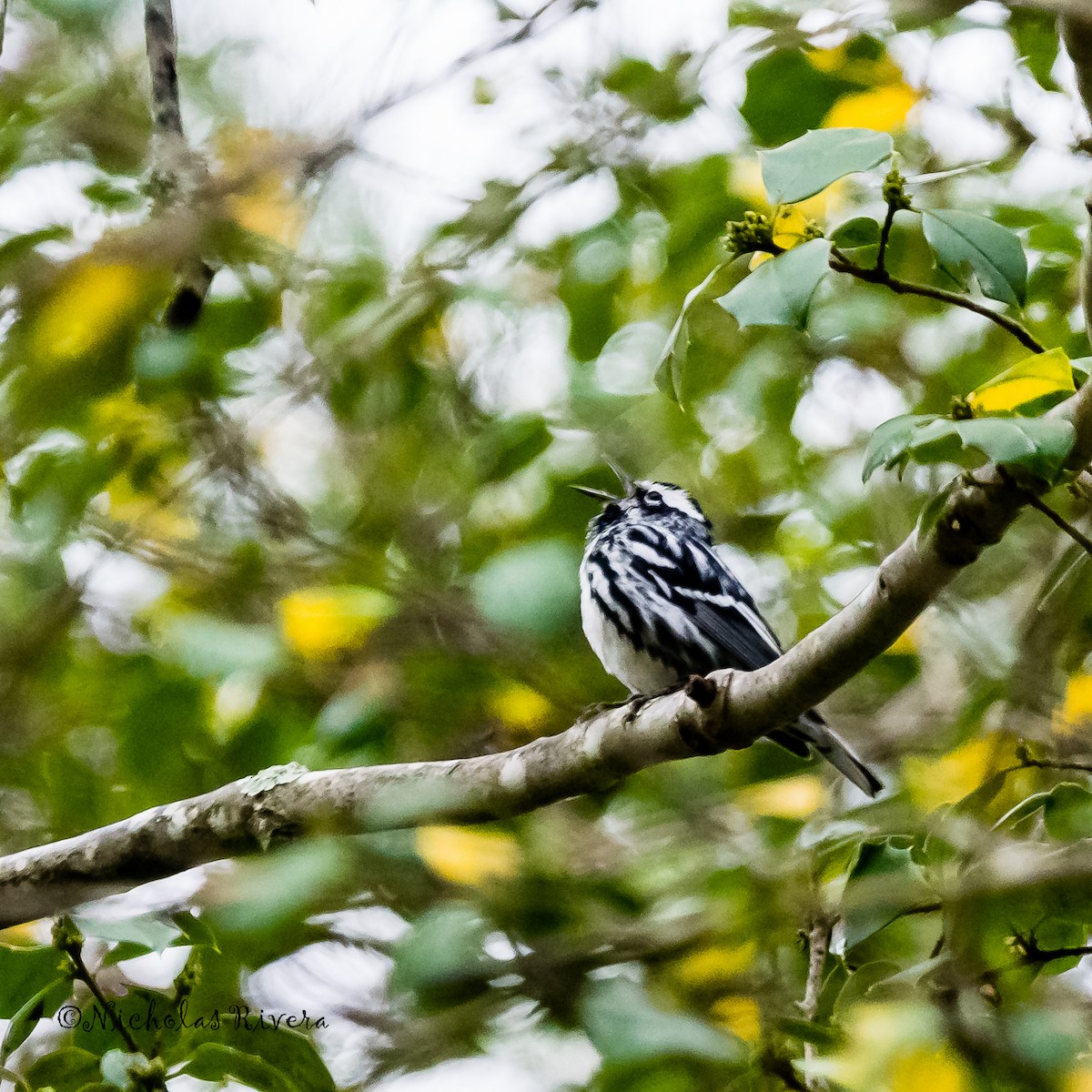 Black-and-white Warbler - nicholas rivera