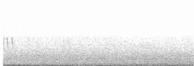 Plectrophane lapon - ML278020471