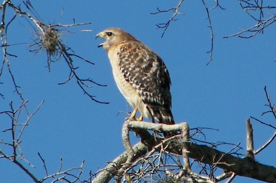 Red-shouldered Hawk (lineatus Group) - ML27802311