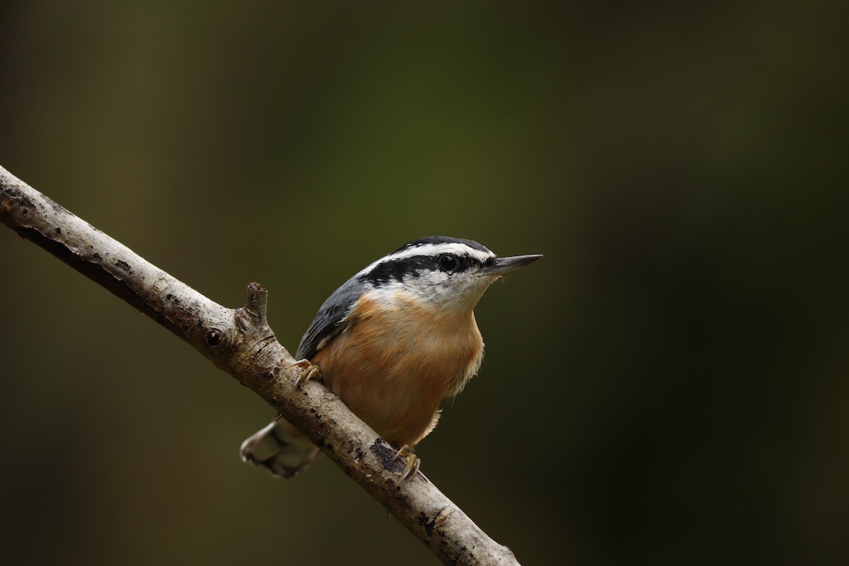Red-breasted Nuthatch - Will Bennett