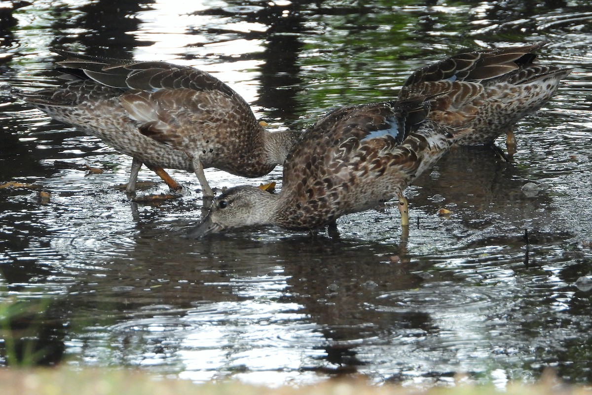 Blue-winged Teal - ML278037811