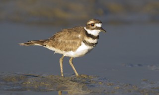  - Killdeer