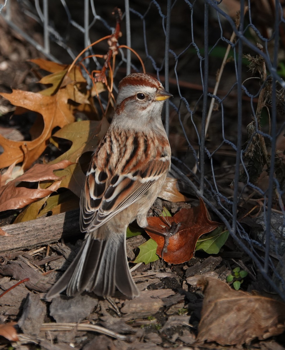 American Tree Sparrow - Frank Guenther