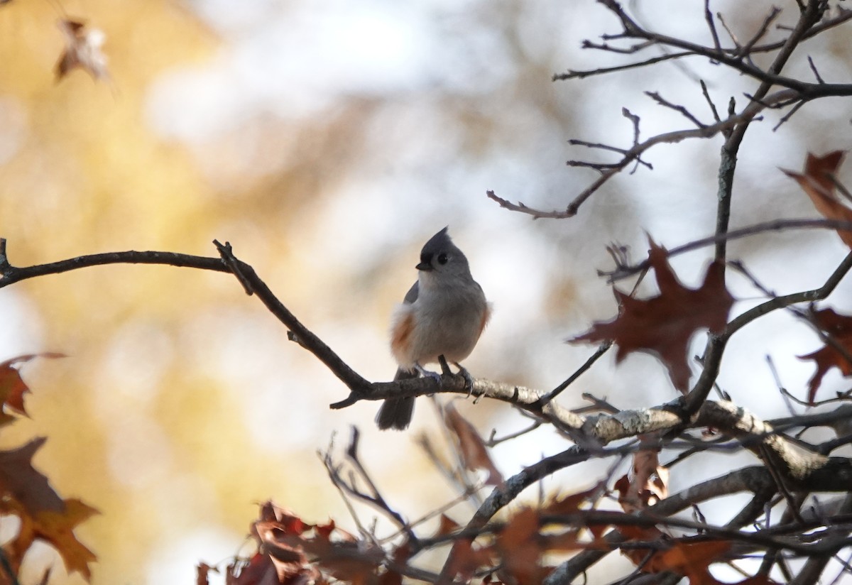 Tufted Titmouse - Frank Guenther