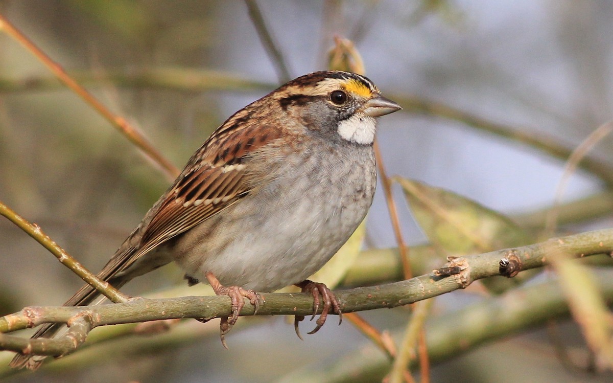 White-throated Sparrow - Harold Forsyth